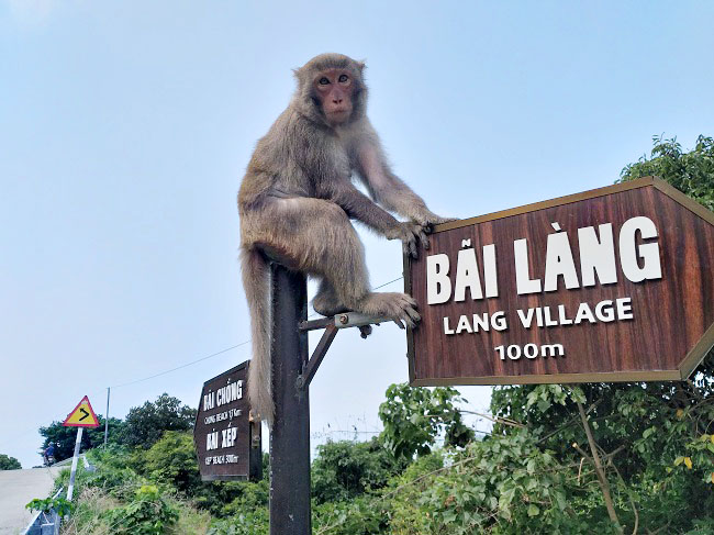 La zona protegida de Cu Lao Cham