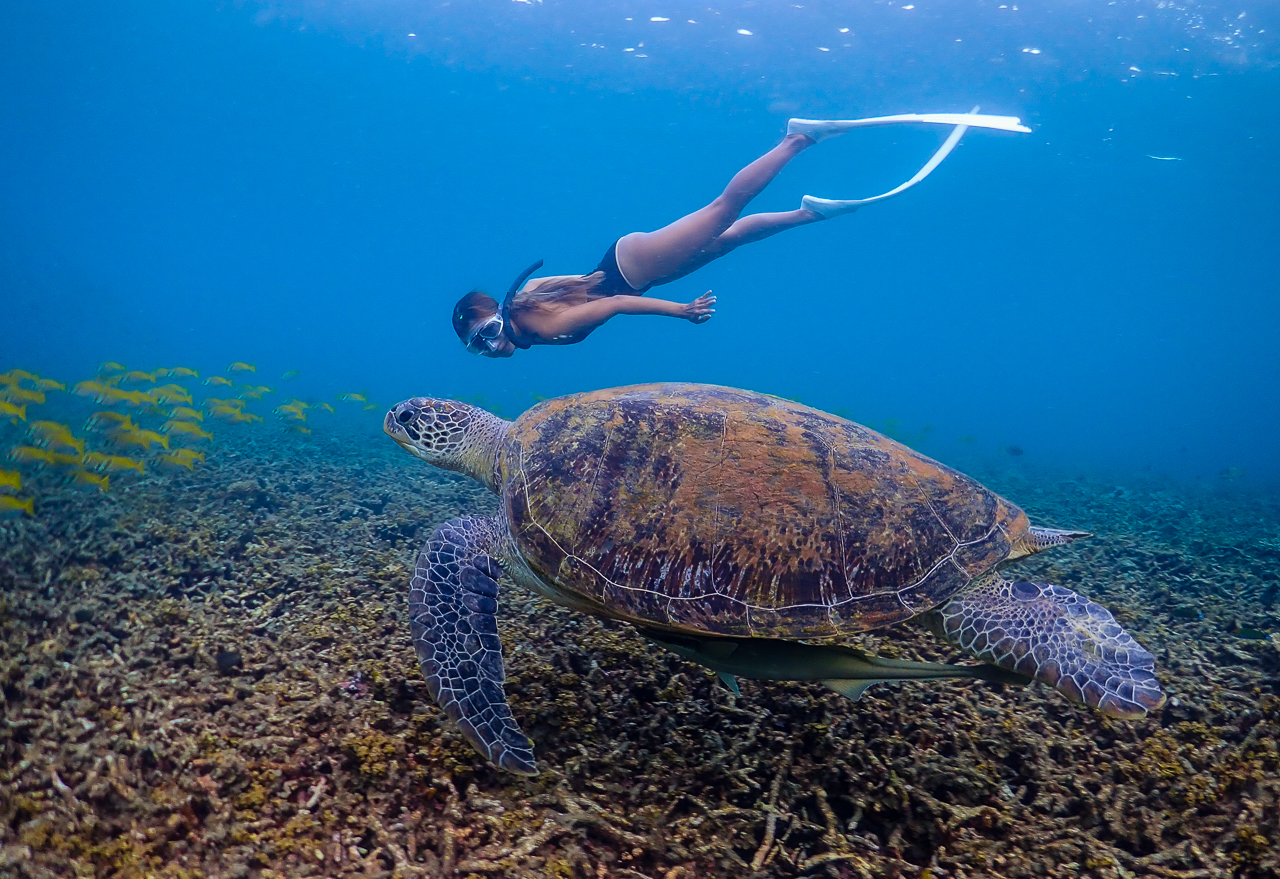 Koh Tao: Paraíso de snorkel pintoresco