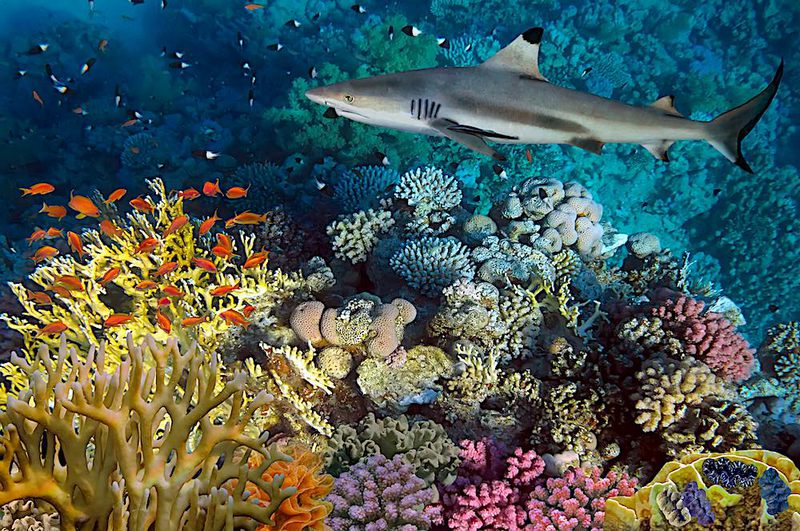 koh tao biodiversity
