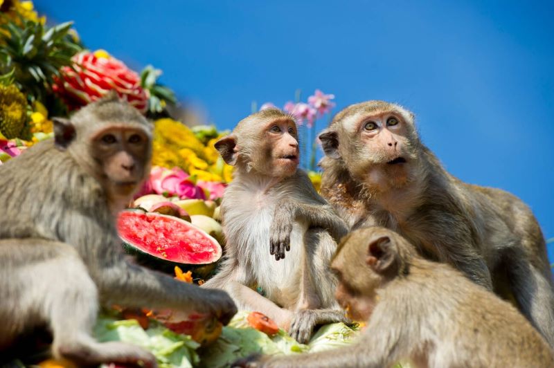  the Monkey Festival