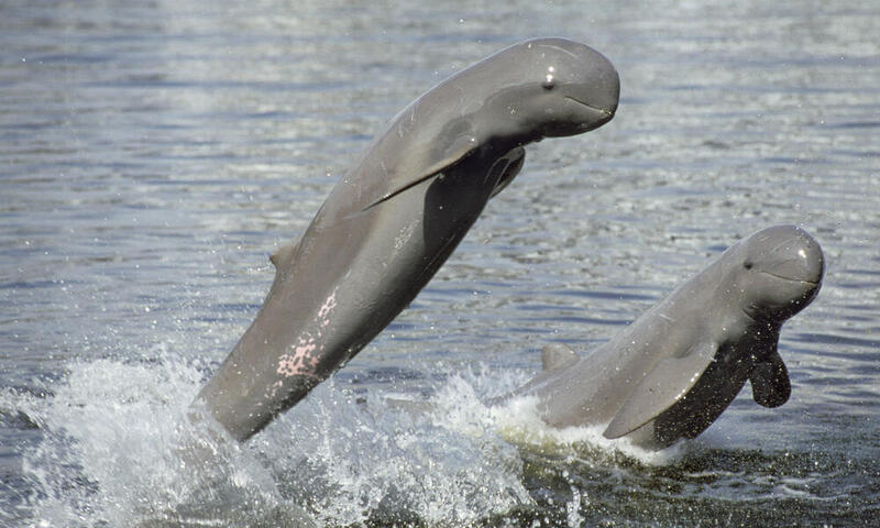 mejores destinos asia - kratie - delfin