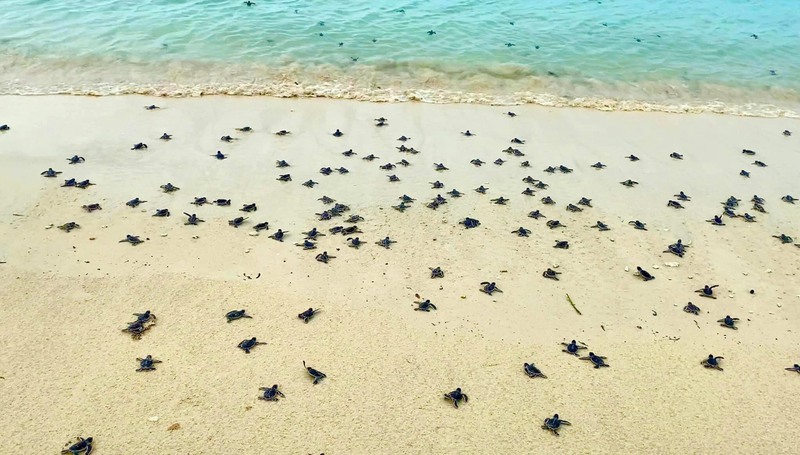 Turtle nesting on Bay Canh Island