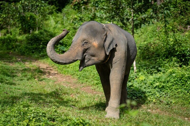 parque nacional de elefantes en phang nga
