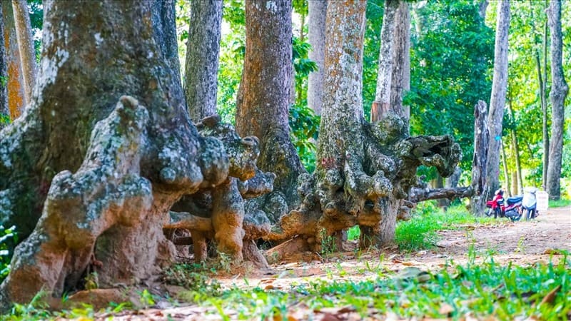 naturaleza en tra vinh