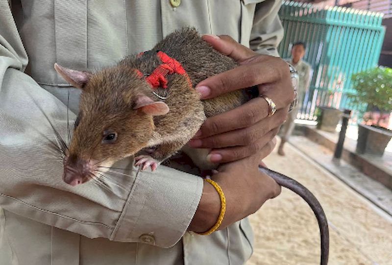 3 dias en siem reap - ratones en APOPO