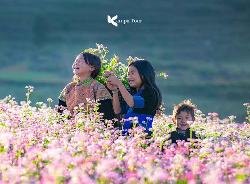 Buckwheat flower hills are fragrant and sweet