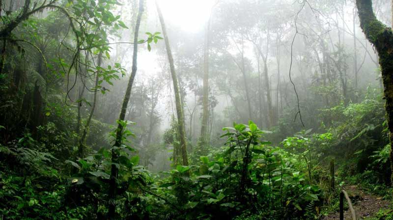 cardamom mountains