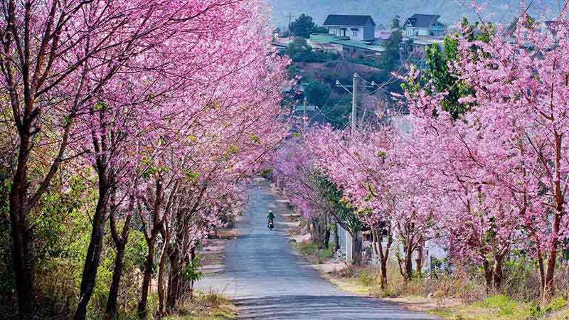 Cherry blossoms blooming in Dalat in spring - Source: Vnexpress