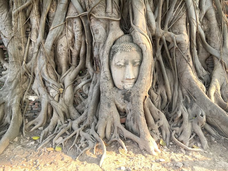 El templo de Wat Mahathat es famoso por la cabeza de Buda en el arból