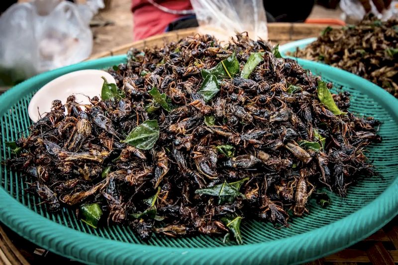 Fried insects