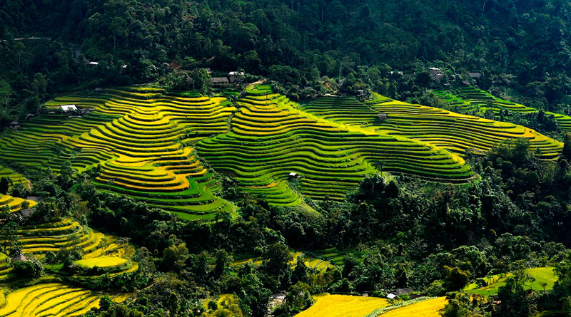 arrozales de hoang su phi