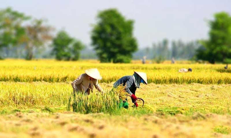 beautiful rice harvest in Vietnam