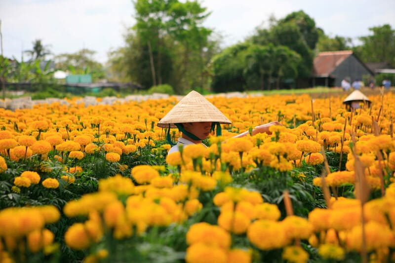 In January, flowers in the Mekong Delta bloom in anticipation of Tet