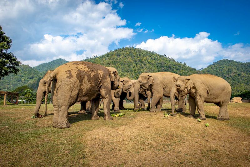 Interactuar con los elefantes en el santuario 