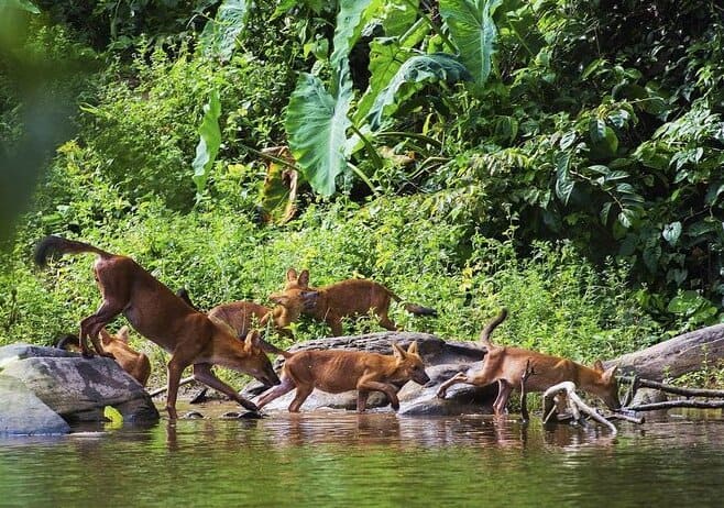 Wildlife in Khao Yai National Park