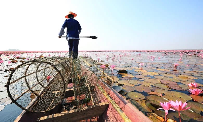 Let your soul wander among the lotus ponds of Thailand, where pink lotus flowers bloom with local fishermen. A peaceful, unforgettable moment in the land of smiles.