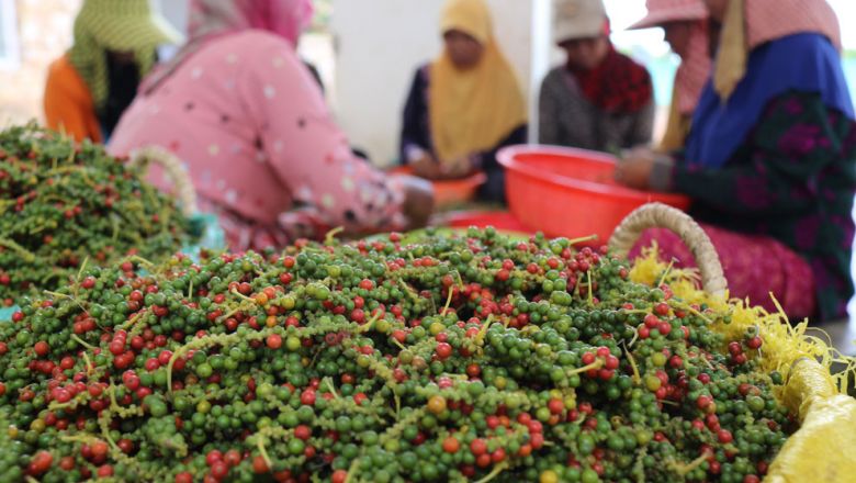 kampot pepper making