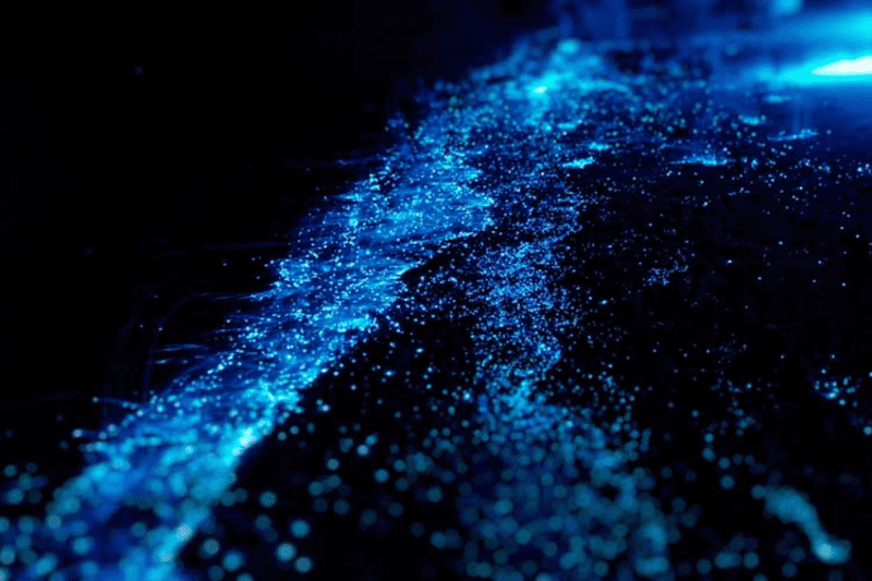 bioluminescent plankton