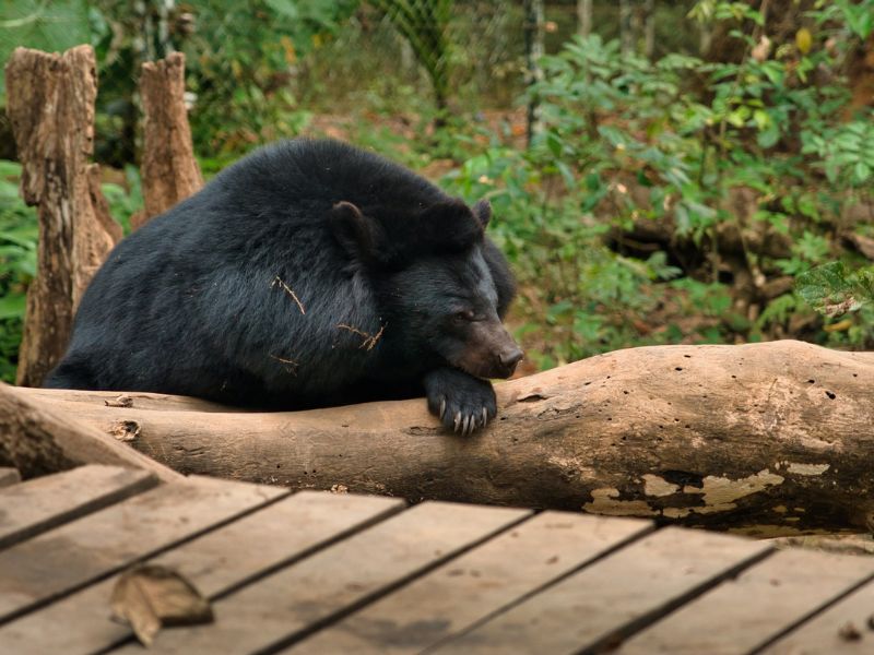 lovely bears of bear rescue center