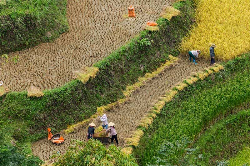 La cosecha de arroz en Ha Giang. Foto: internet
