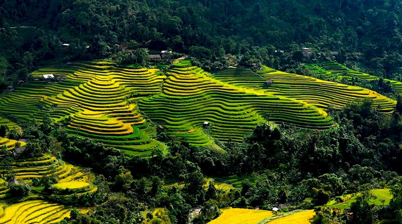 Las fabulosas terrazas de arroz de Hoang Su Phi. Foto: internet