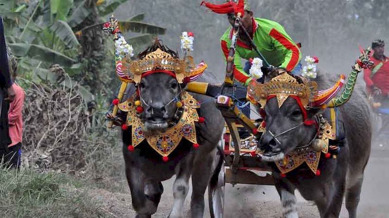 Llegada a Tailandia en octubre, puedes ver el Festival de Carreras de Búfalos.