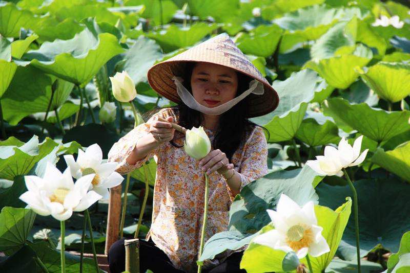 Lotus flowers in vietnam, lotus ponds, lotus season