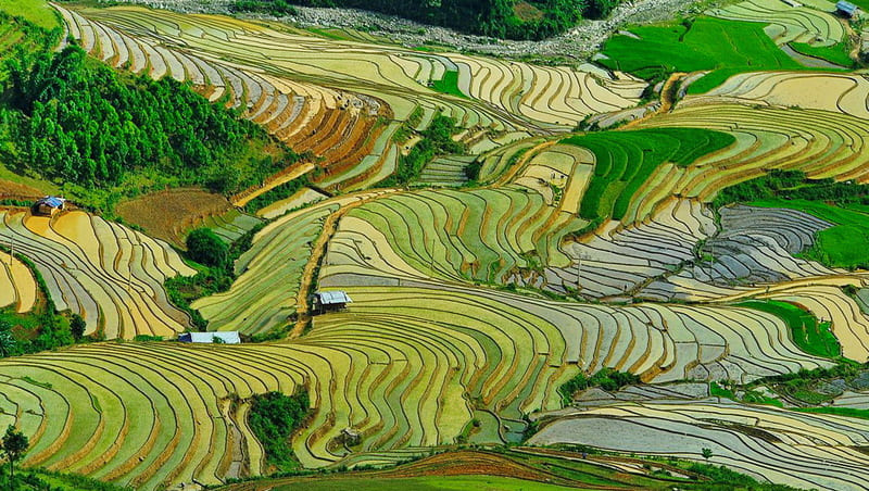 north vietnam rice terraces