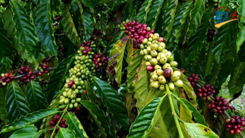  The region is also known for its coffee plantations.