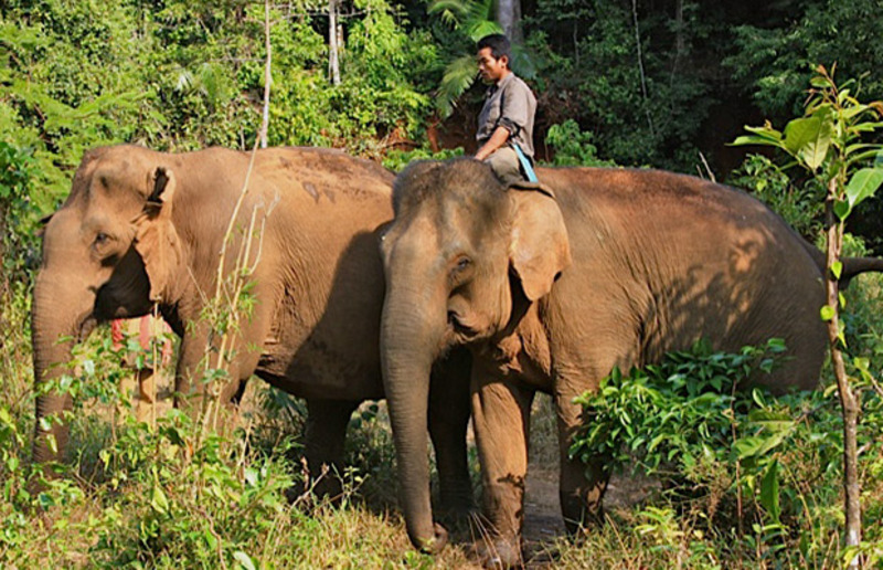 Discover an elephant sanctuary: “Elephant Valley Project”