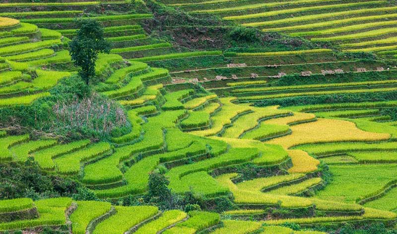rice terrace fields in mu cang chai vietnam