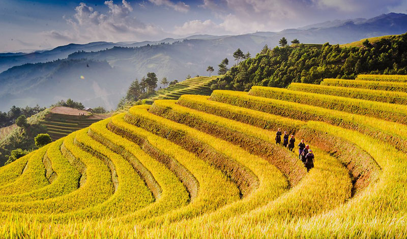 campos de arroz vietnam
