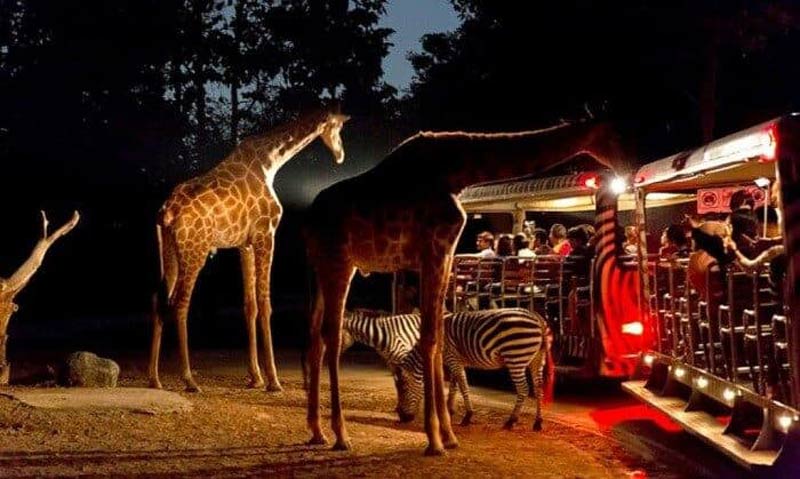  Night Safari at Safari Phu Quoc