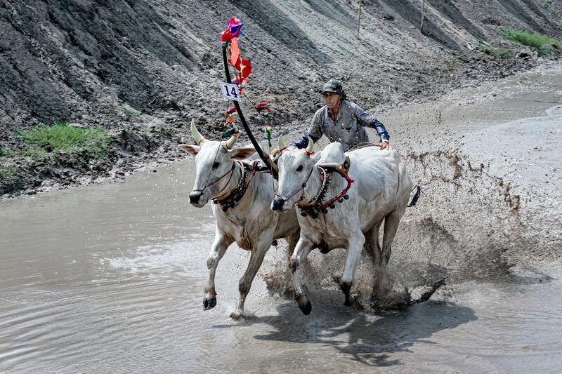 ox racing