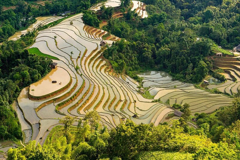 Rice terraces at Mu Cang Chai (Yen Bai) in May