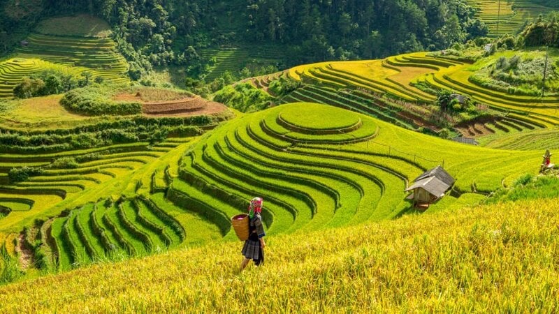 Rice terraces at Mu Cang Chai