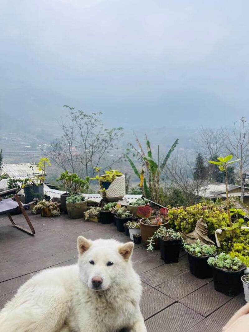 Sapa Plum Eco House