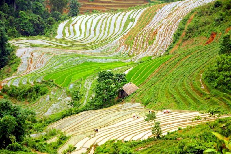 Los arrozales en Sapa Vietnam