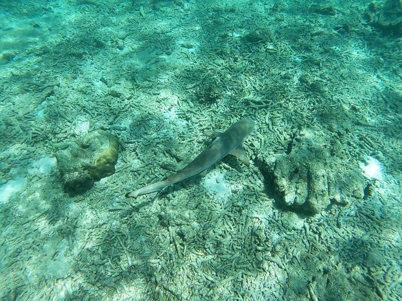 You can observe sharks at Shark Point