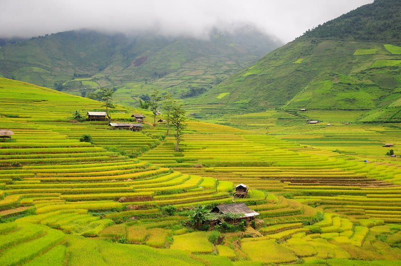 Terrazas de arroz en el norte de Vietnam 