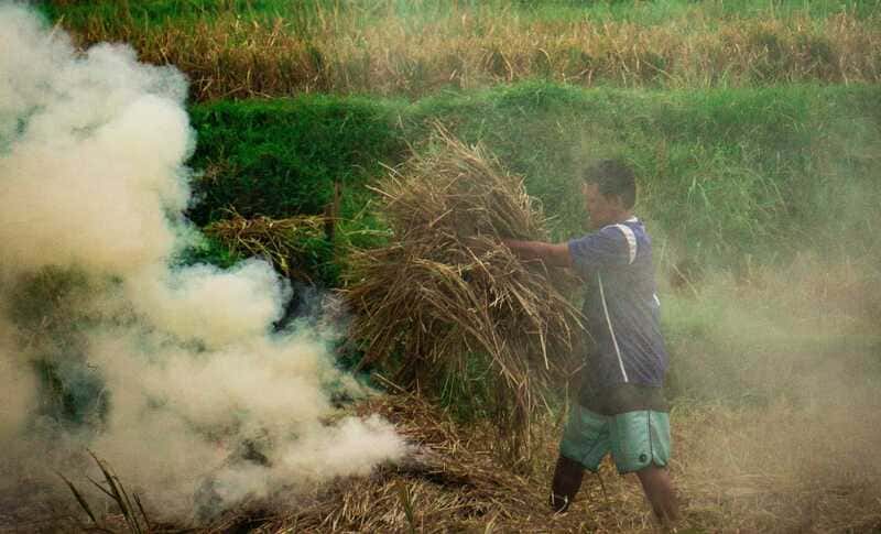 Thai farmers burn stubble.