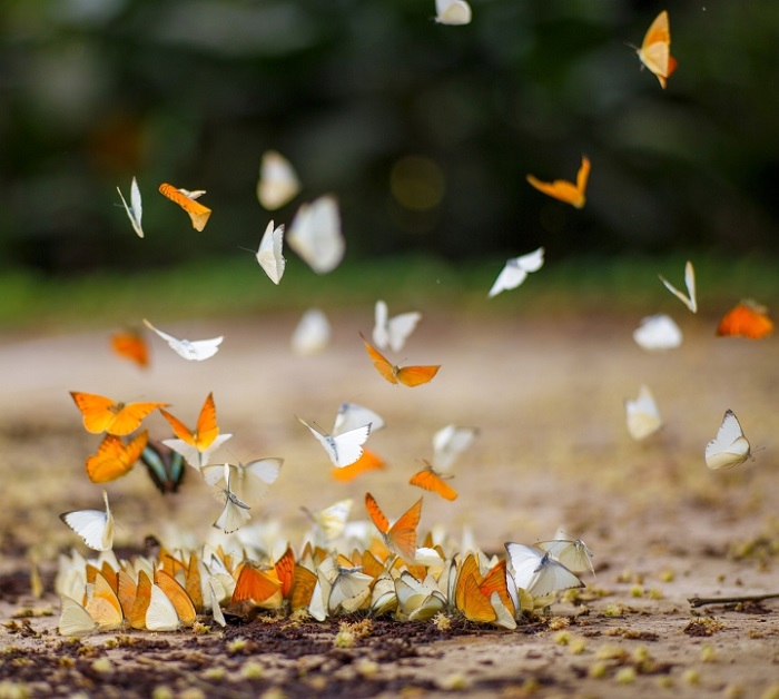 The beauty of Cuc Phuong National Park in butterfly season