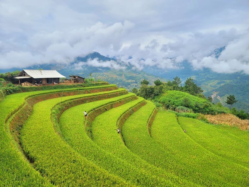 The rice terraces at Pu Luong