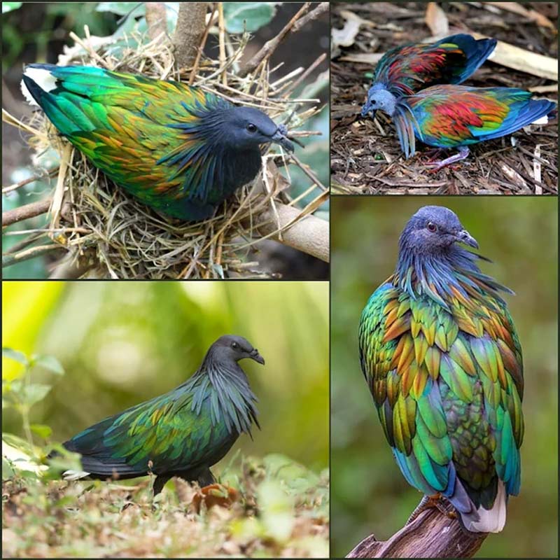 The Nicobar pigeon 