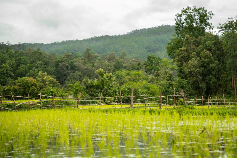 Rainy season in chiang mai