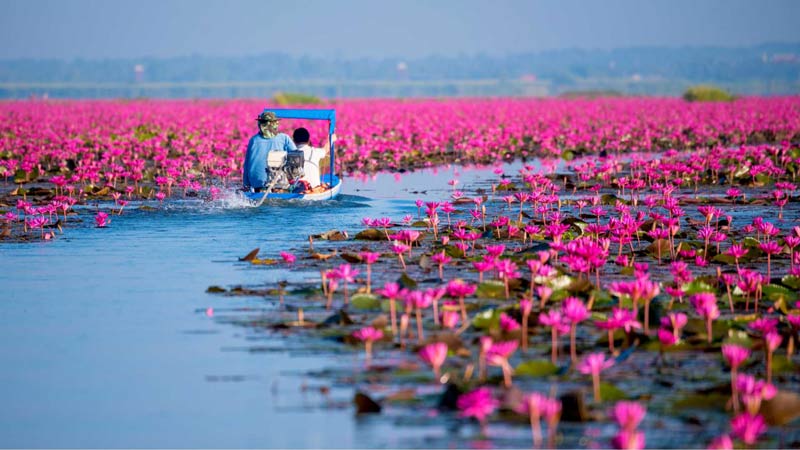 Udon Thani Red lotus lake