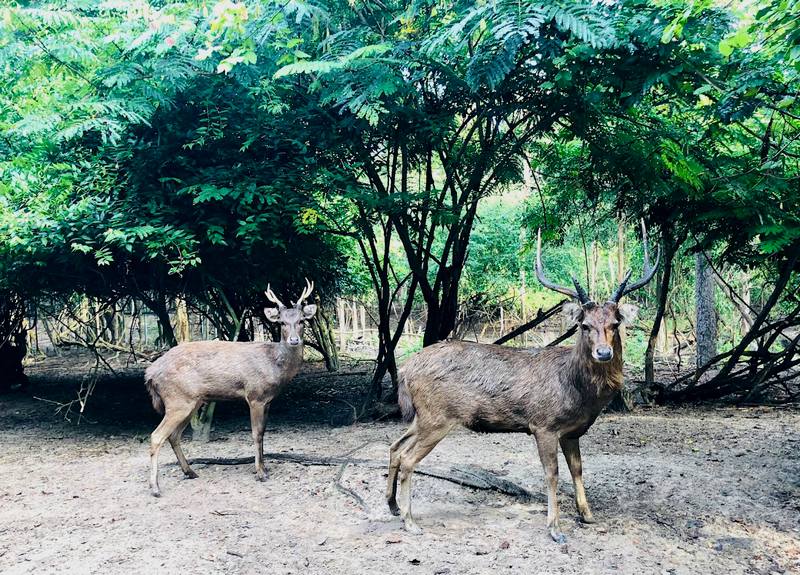 wildlife friends en bangkok