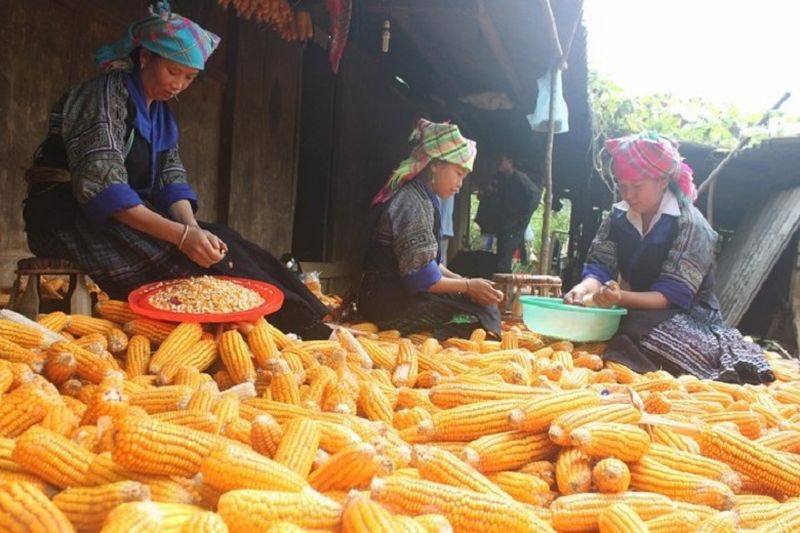 alcohol de maiz vietnam