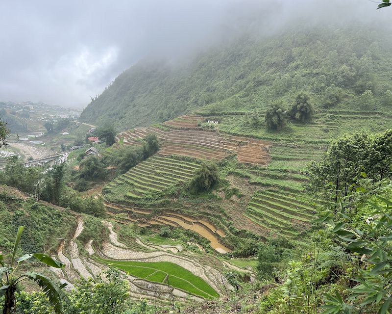 arrozales en bac ha vietnam