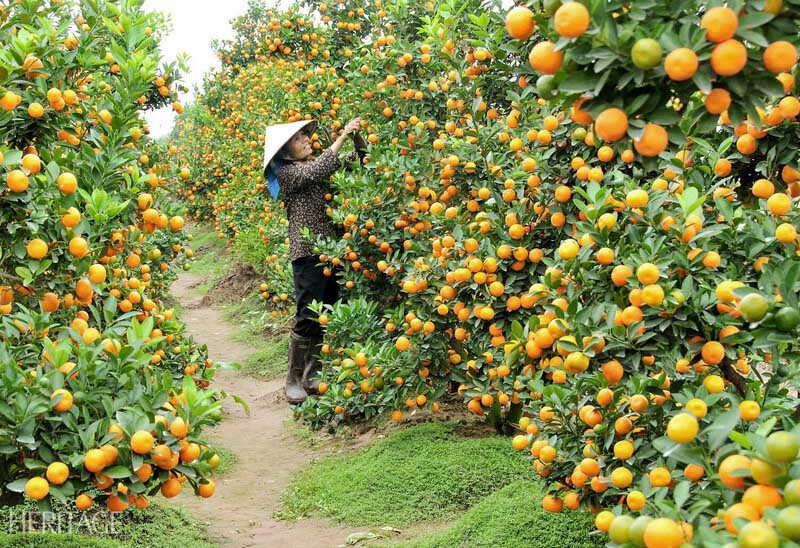 huerto frutal en ben tre